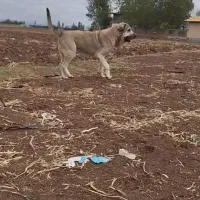 واگذاری سگ پژدر|سگ|کبودرآهنگ, |دیوار