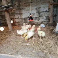 جوجه قوغاز لیندا