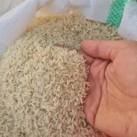 برنج امساله رسید، فجر سوزنی گرگان، هاشمی، دم سیاه|خوردنی و آشامیدنی|اسلام‌شهر, شهرک قائمیه|دیوار