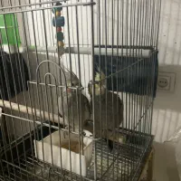 عروس هلندی|پرنده|ابهر, |دیوار