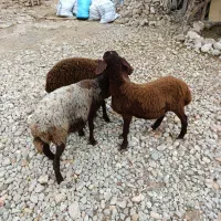 بره افشاری پرواری و کشتاری و نذری (گوسفند)|حیوانات مزرعه|گنبد کاووس, |دیوار