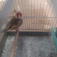 سهره کرمانی