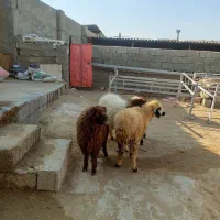 چهار عدد بره فروشی سه نر یک ماده