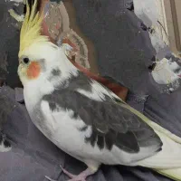 عروس هلندی گمشده مژدگانی ده میلیونی برای یابنده|حیوانات|تهران, مهران|دیوار