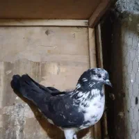 کبوتر پرشی|پرنده|کوهدشت, |دیوار