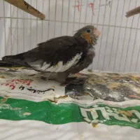 جوجه عروس هلندی