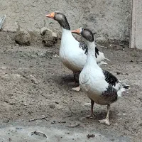 یه جفت غاز بازدید پیربکران