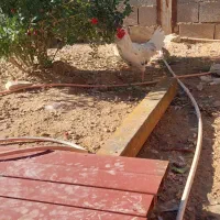 خروس گلین|حیوانات مزرعه|سرپل ذهاب, |دیوار