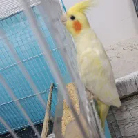 عروس هلندی دستی|پرنده|مشهد, شهید قربانی|دیوار