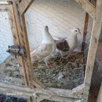 سلام ۴جفت جوجه درجه یک|پرنده|چناران, |دیوار