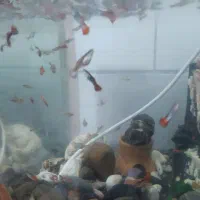 آکواریوم+پمپ+سنگ|ماهی|اراک, |دیوار