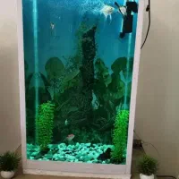 آکواریوم|ماهی|تبریز, |دیوار