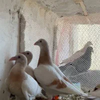 کرم زرد و جوجه
