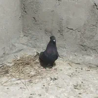 کبوتر|پرنده|بم, |دیوار