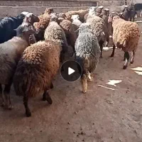 10 راس بره بهاره نر