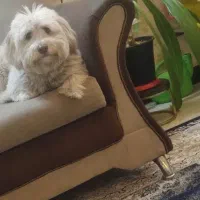 سگ‌ پاکوتاه