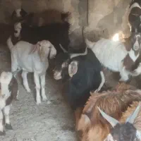 28تا بزغاله نر