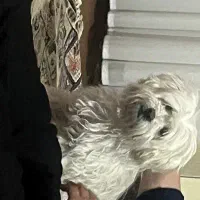 سگ ماده است