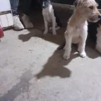 سگ ماده ازنژاداشپیتز۴تا|سگ|اراک, |دیوار