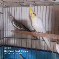عروس هلندی