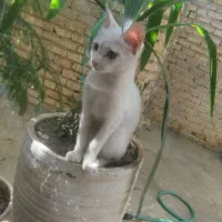 گربه ی زیبا
