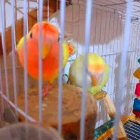 فروش پرنده|پرنده|گنبد کاووس, |دیوار