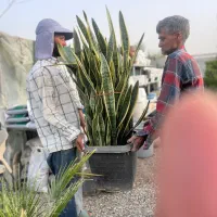 سانسوریا جعبه ای بزرگ فقط یک تومان|گل و گیاه طبیعی|تهران, شهرک آزادی|دیوار