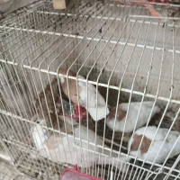 کبوتر جفتگاه