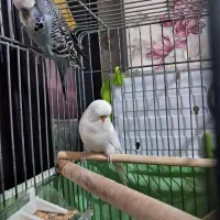 مرغ عشق انگلیسی ماده فائو گرید a