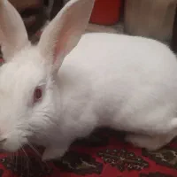خرگوش نر برای فروش