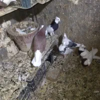 کبوتر پرشی وطوقی|پرنده|قروه, |دیوار