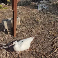 اردک خارجی ماده|حیوانات مزرعه|نکا, |دیوار