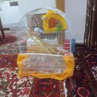 طوطی نر و ماده