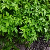نهال بذر گوجه الویی