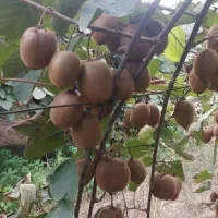 خریدار کیوی سردرختی|خدمات باغبانی و درختکاری|کیاکلا, |دیوار