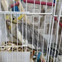 یک جفت پرنده دستی ، تخم گذار|پرنده|بهبهان, |دیوار