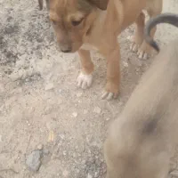 توله دورگه دوبرمن وسرابی|سگ|ایلام, |دیوار