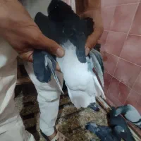 شازده|پرنده|زرندیه, |دیوار