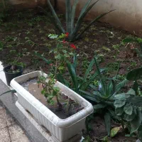 علف تراشی