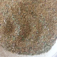 بذر یونجه رنجر  موجود است|خدمات باغبانی و درختکاری|خانمیرزا, |دیوار