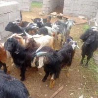 ۱۴عددکهره نر