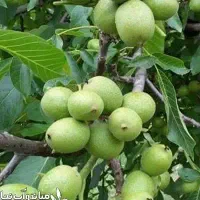 فروش نهال فرنور پیوندی