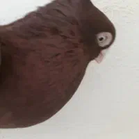 چند عدد کفتر رنگی