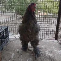 مرغ براهما