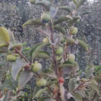 نهال دو ساله خرمالو