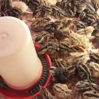 فروش بلدرچین دوروزه