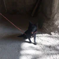 تول جنسیت نر|سگ|ملایر, |دیوار