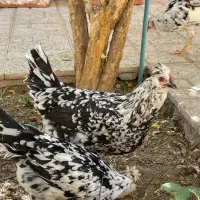 مرغ و خروس گلین|حیوانات مزرعه|اصفهان, سروستان|دیوار