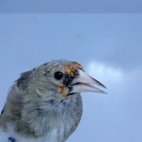 سهره|پرنده|کرمان, |دیوار