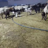 بره شیری